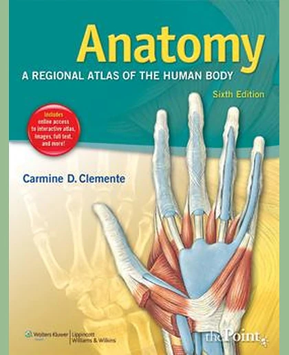 Anatomy