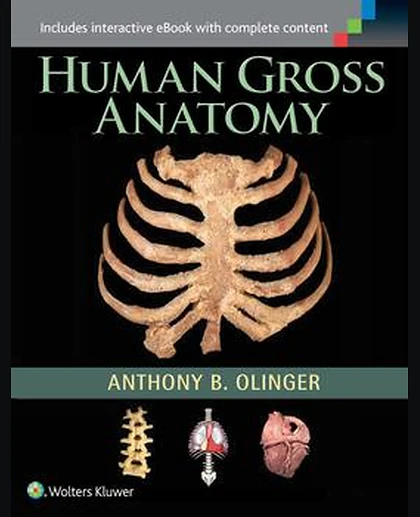 Human Gross Anatomy