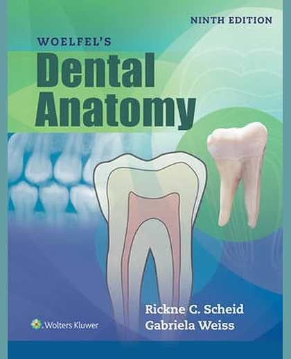 Woelfels Dental Anatomy: .